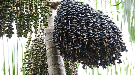 Acai Palm 