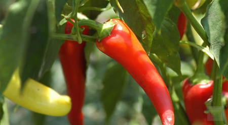 African Bird Pepper