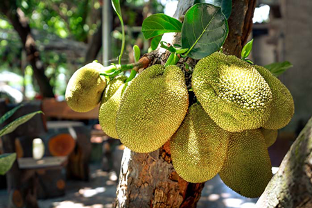 African Breadfruit 