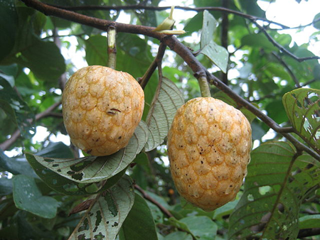 African Custard Apple