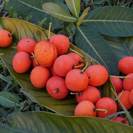 African Mangosteen 