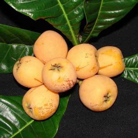 African Medlar 