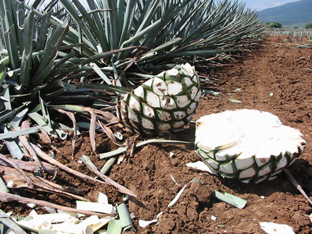 Agave  