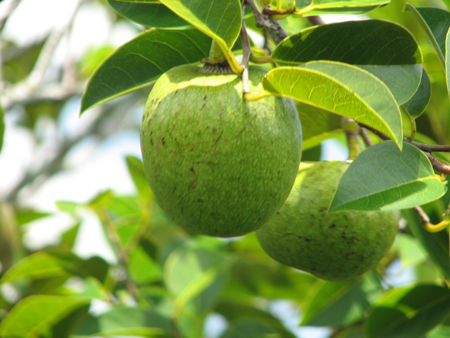 Alligator apple 