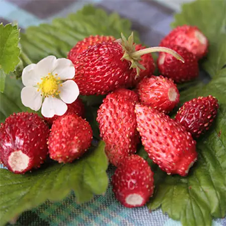 Alpine strawberry 