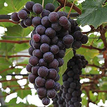 Amazon Grape 