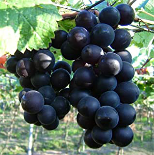 Amazon Tree Grape