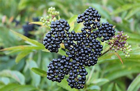 American Black Elderberry