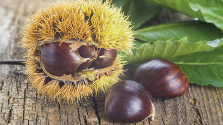 American Chestnut 