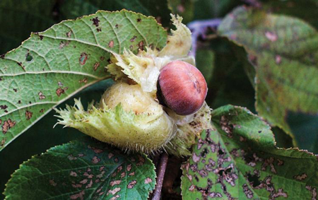 American Hazelnut 