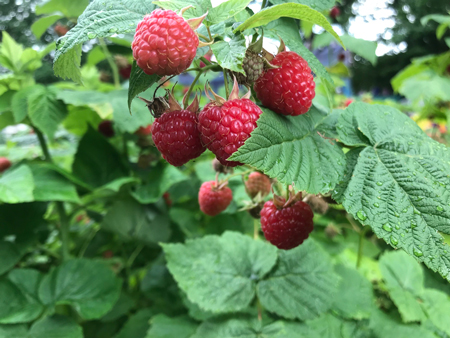 American Red Raspberry