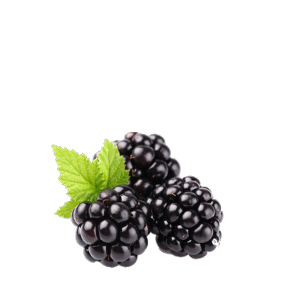 Andean Blackberry 