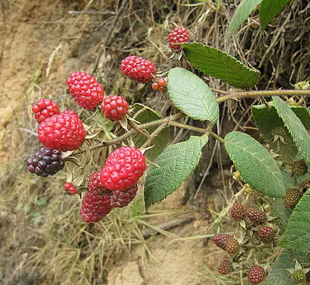 Andean Raspberry 