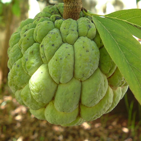 Annona  