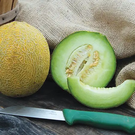 Arava Melon 
