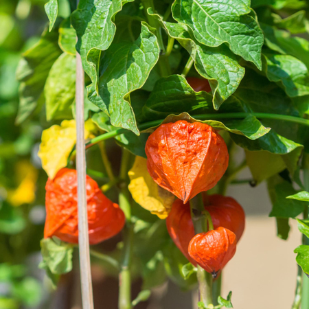 Ashwagandha Berries 