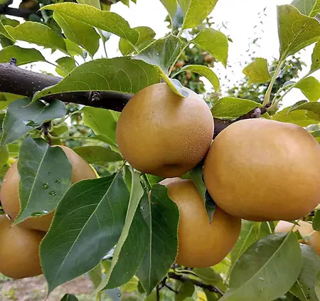 Asian Pears 
