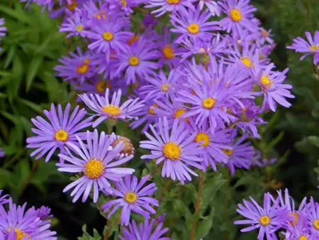 Aster  