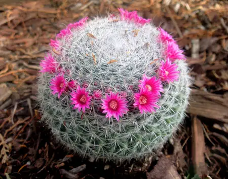 Ball Cactus 