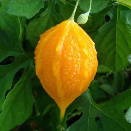 Balsam Apple