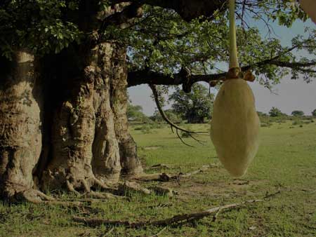 Baobab  