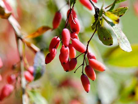 Barberry  