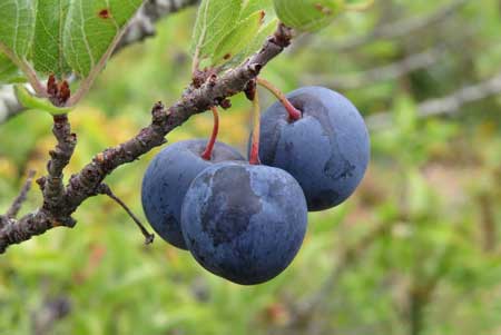 Beach Plum