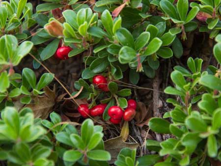 Bearberry  