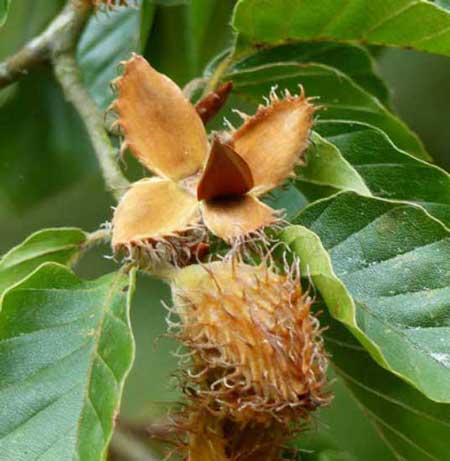 Beechnut