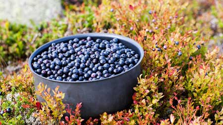 Bilberries  