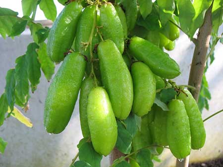 Bilimbi