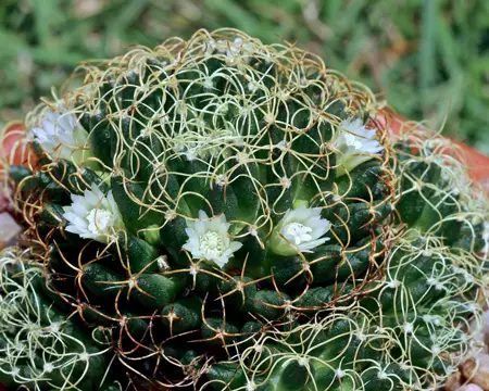 Bird’s Nest Cactus