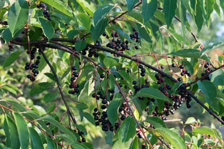 Black Cherry