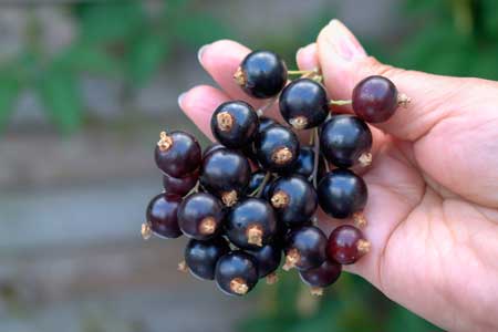 Black Currant 