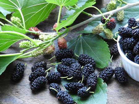 Black Mulberry 