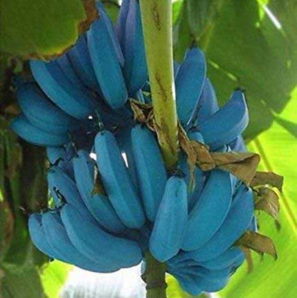Blue Java BananaÂ