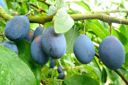 Blue Plums 