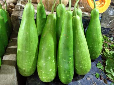 Bottle Gourd 