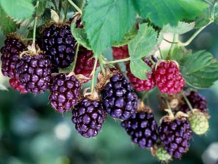 Boysenberry  