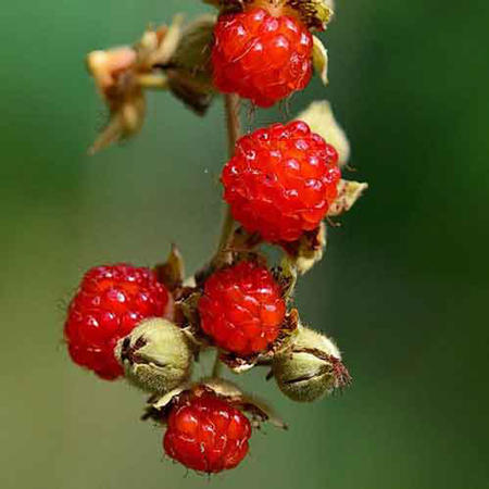 Broadleaf Bramble