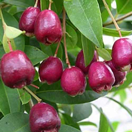 Brush Cherry