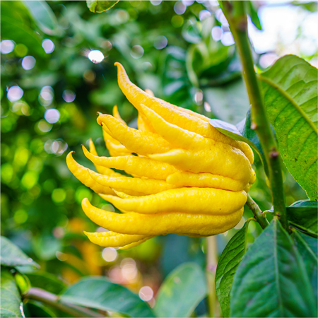 Buddhaâ€™s Hand 