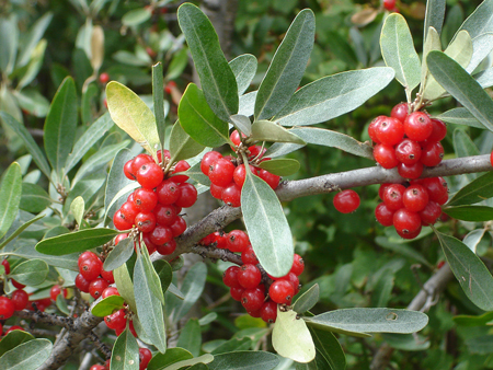 Buffaloberry