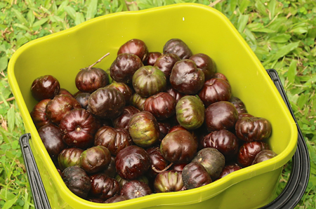 Burdekin Plum 