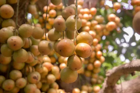 Burmese Grapes 