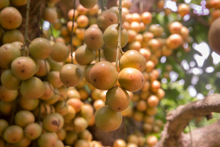 Burmese Grapes