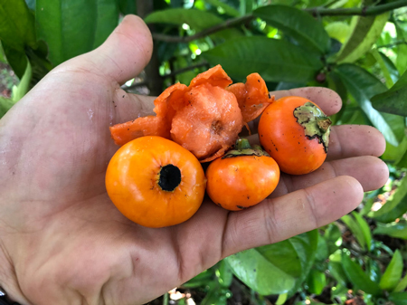 Button Mangosteen 