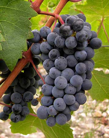 Cabernet Sauvignon Grape