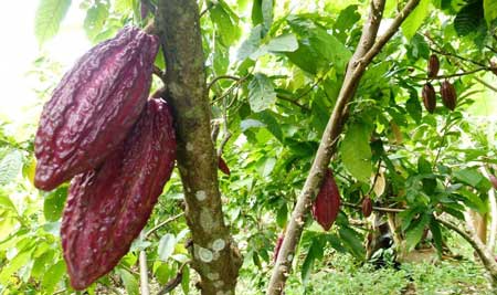 Cacao  