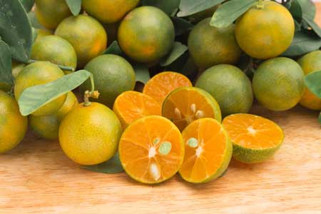 Calamondin  